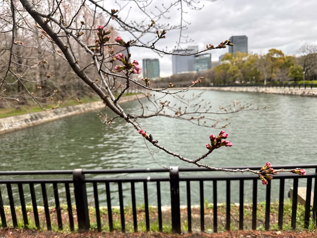 Osaka Private Tour - Sakura season on the moat view