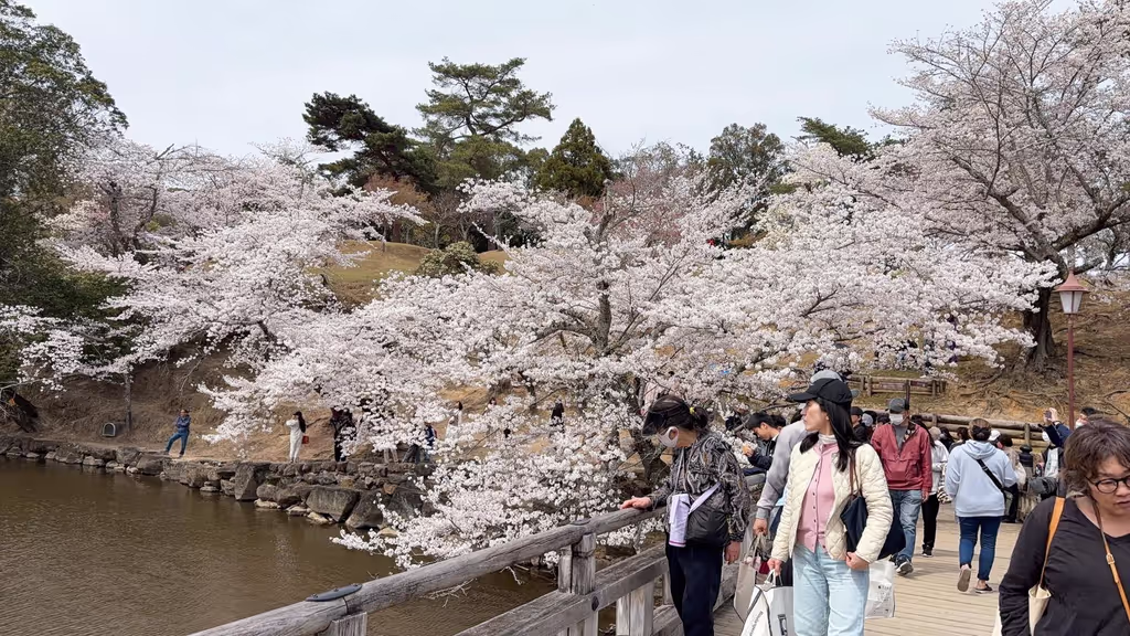 Nara Private Tour - Nara park in cherry blossom season