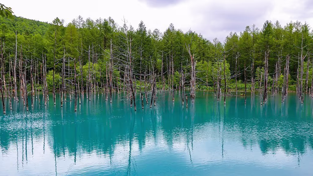 Sapporo Private Tour - Biei Blue Pond