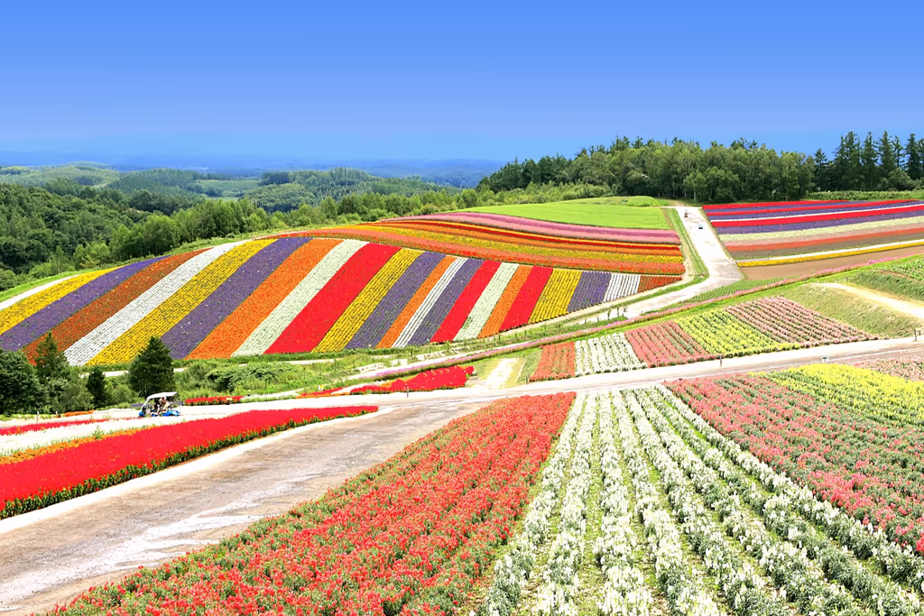 Sapporo Private Tour - Shikisai no Oka Flower Garden