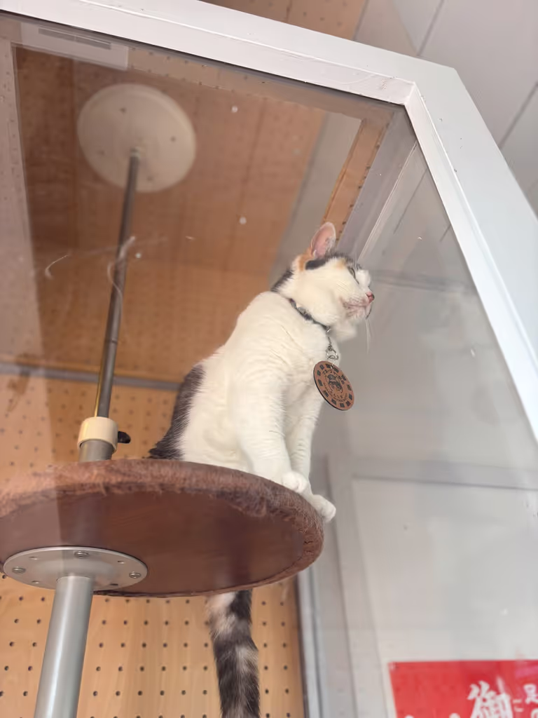 Wakayama Private Tour - Yontama Cat