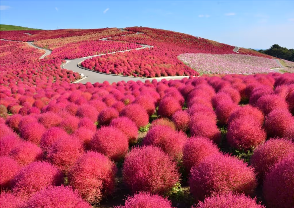Ibaraki Private Tour - 