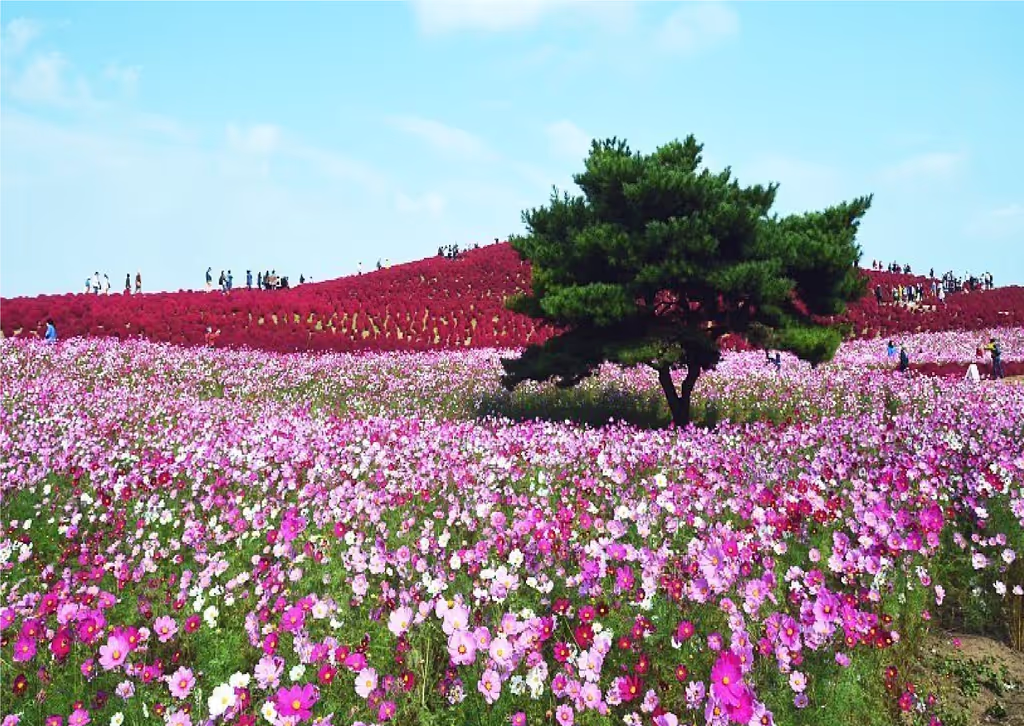 Ibaraki Private Tour - 