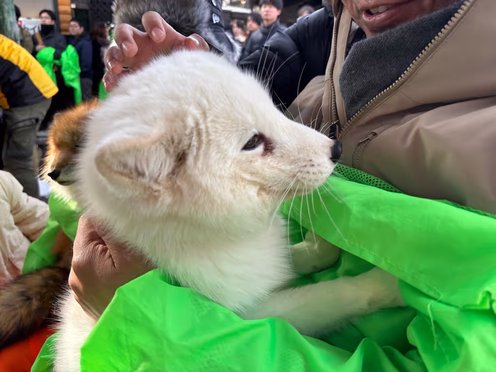 Miyagi Private Tour - cuddling a white fox