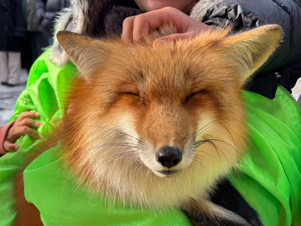 Miyagi Private Tour - cuddling a brown fox