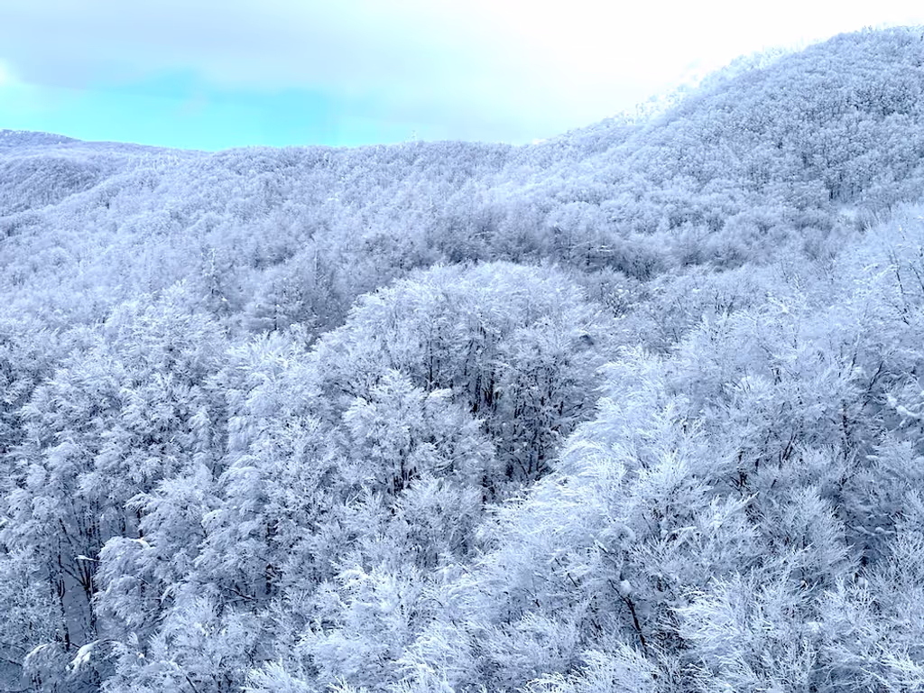 Miyagi Private Tour - Rime coated tree (Horfrost)