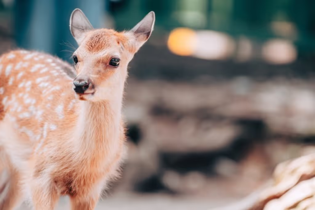 Nara Private Tour - 