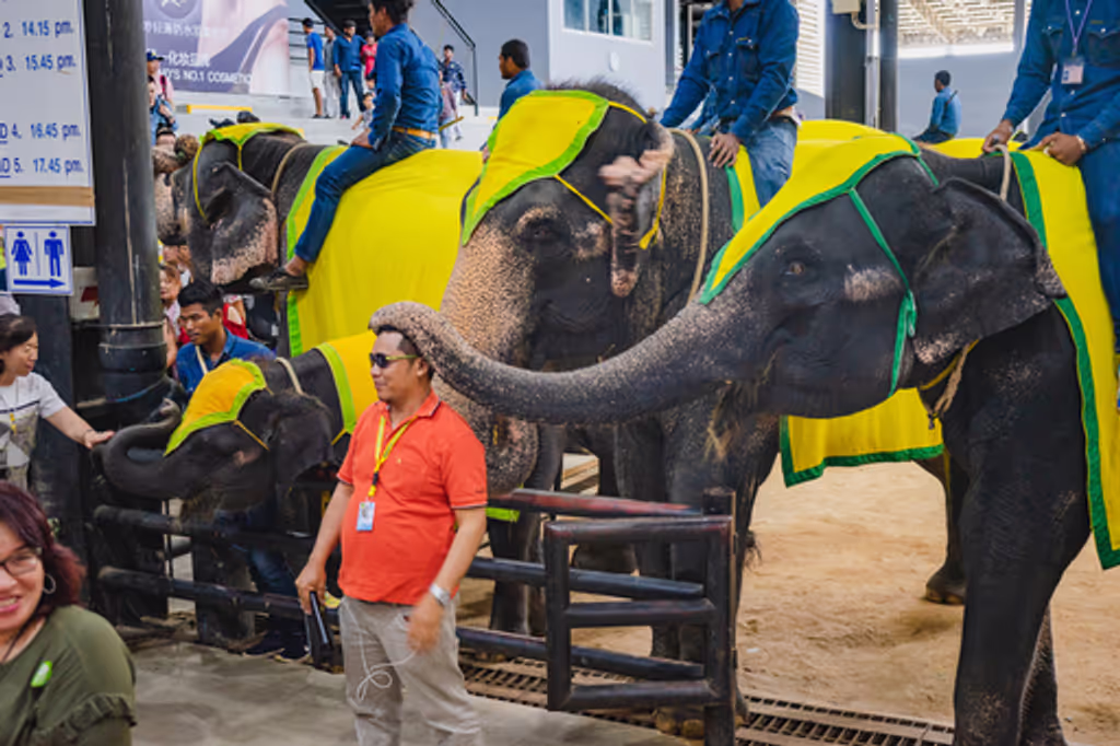 Pattaya Private Tour - Nong Nooch Tropical Garden