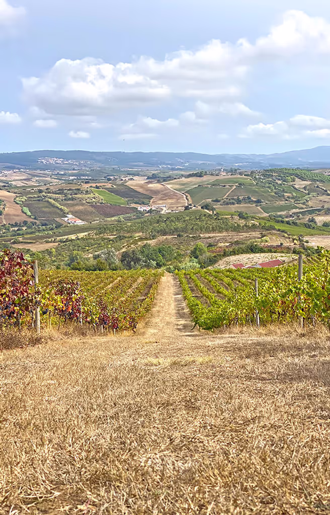 Lisbon Private Tour - View of the vineyards walking back to winery