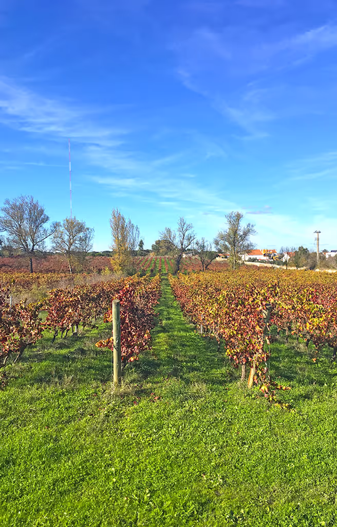 Lisbon Private Tour - Vineyards