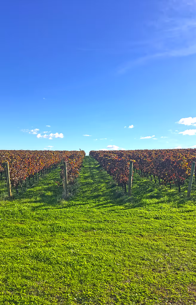 Lisbon Private Tour - Vineyards