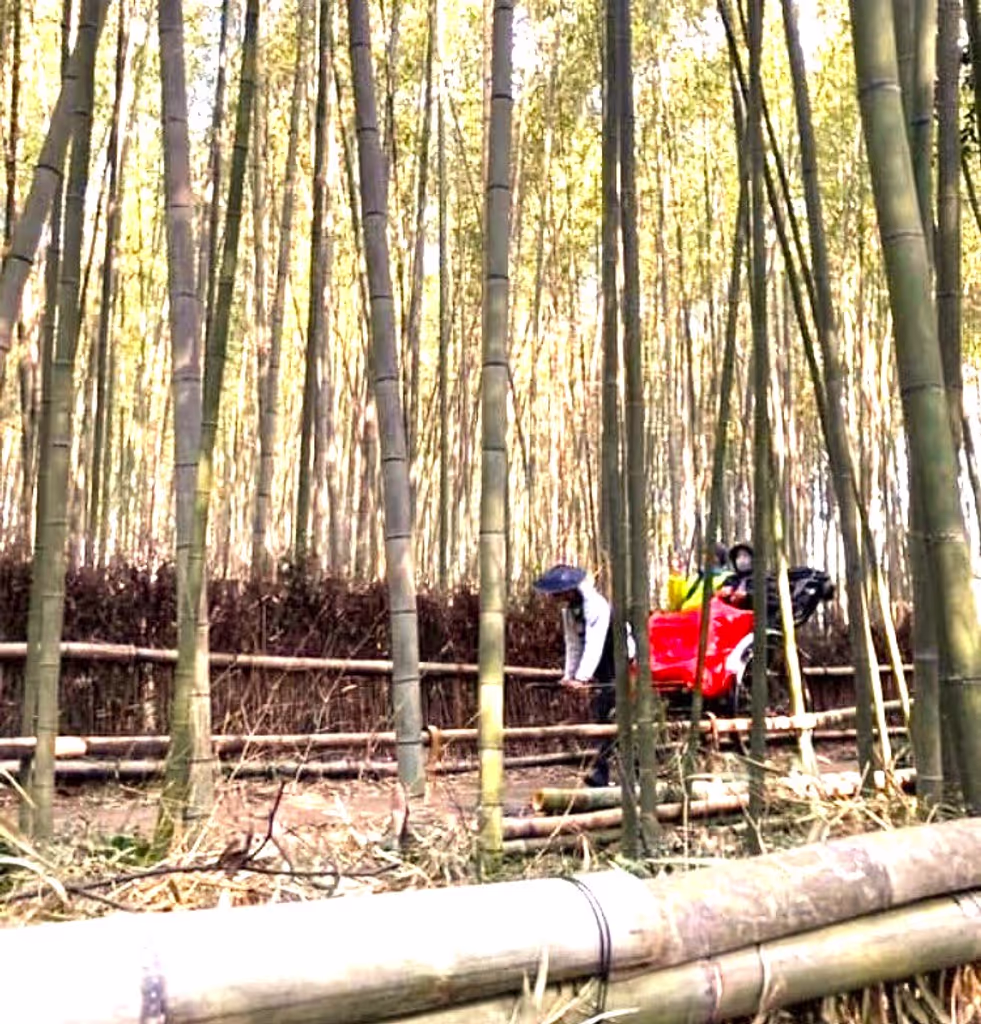 Kyoto Private Tour - Bamboo grove leads to the Villa