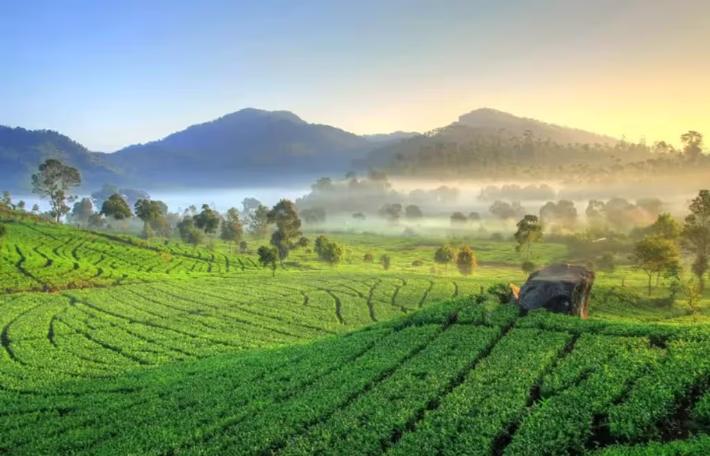 Jakarta Private Tour - Tea Plantation