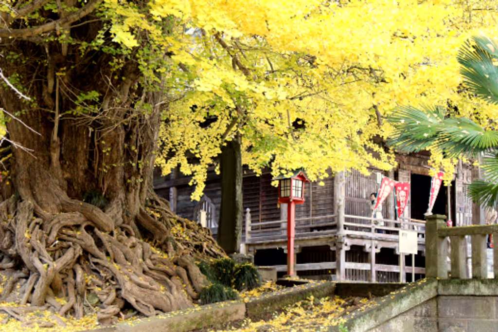 Saitama Private Tour - Shobo-ji temple, ginkgo autumn leaves