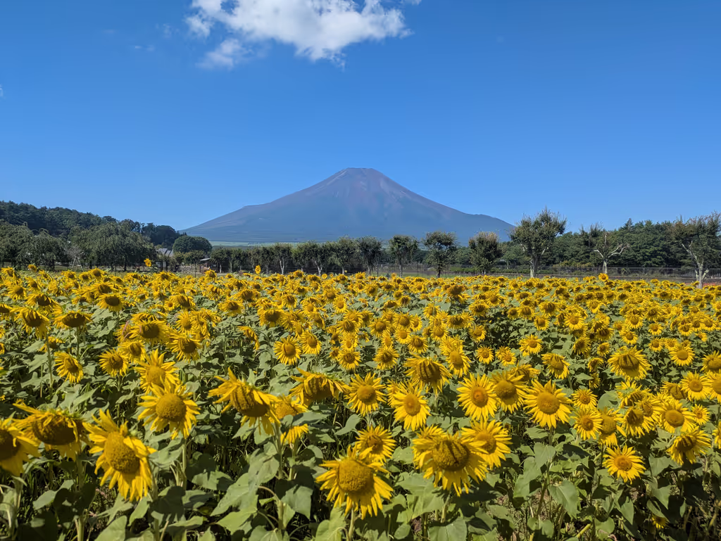 Mount Fuji Private Tour - Flower garden near by Lake Yamanaka