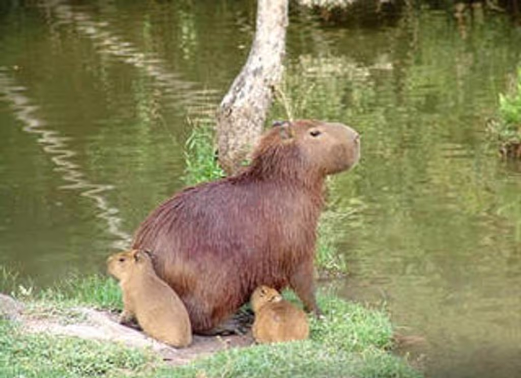 Rio de Janeiro Private Tour - Capibara
