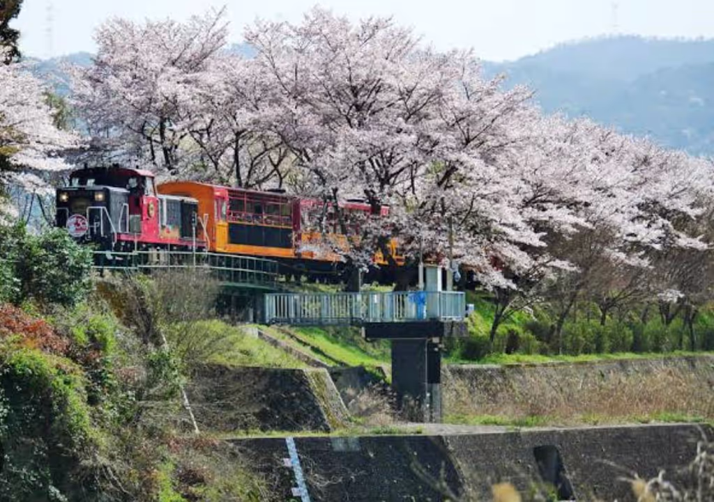 Kyoto Private Tour - Sagano Romantic Train