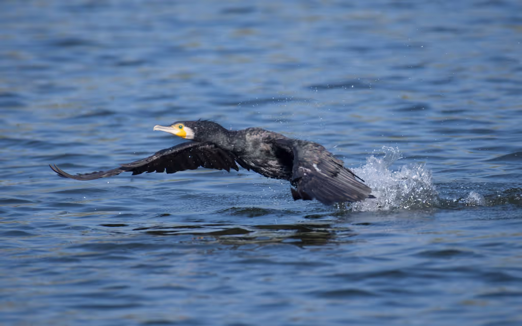 Cairo Private Tour - The great cormorant