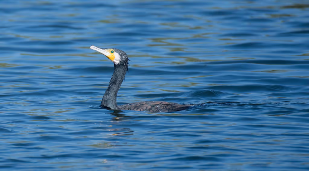 Cairo Private Tour - The great cormorant