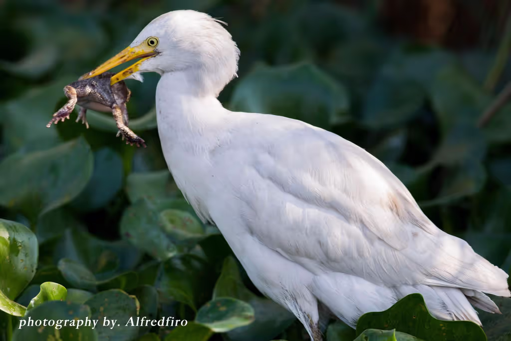 Cairo Private Tour - Cattle egret catch a frog