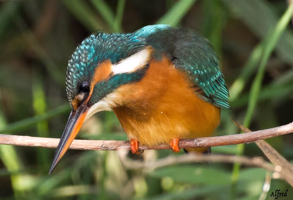 Cairo Private Tour - Common kingfisher
