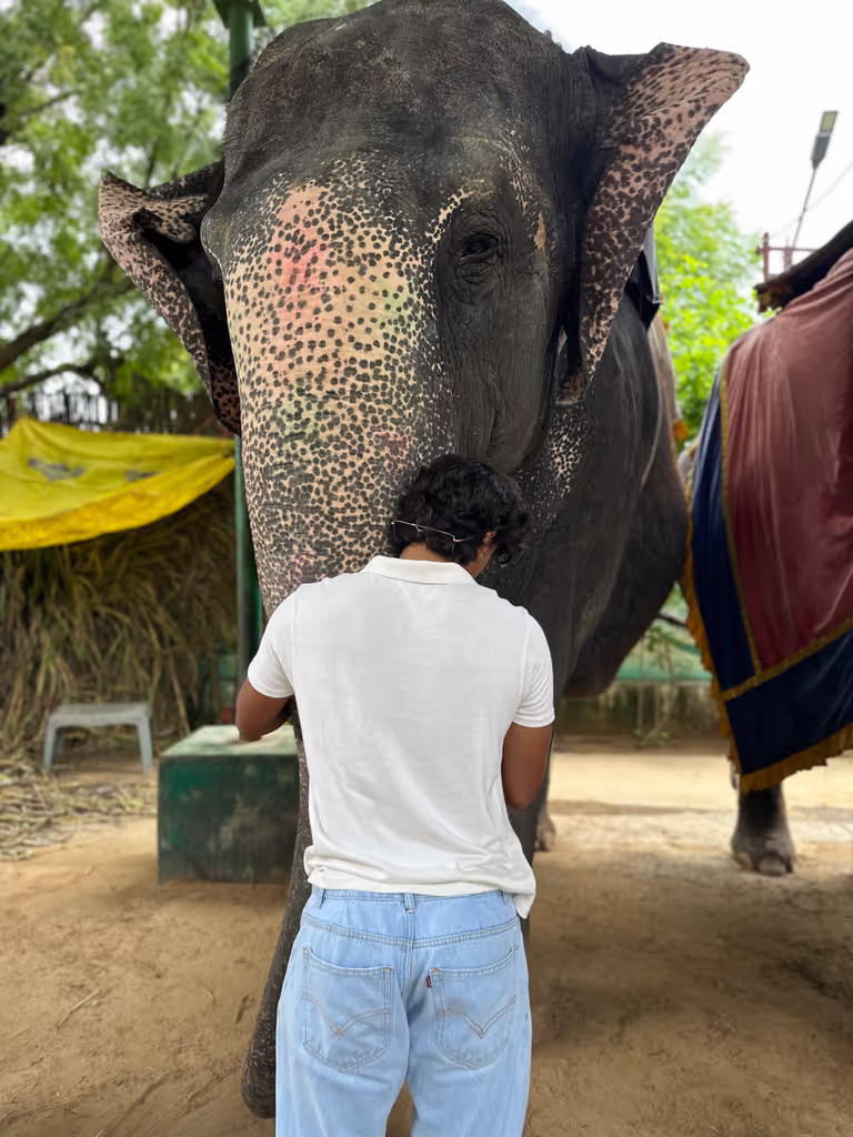 Jaipur Private Tour - Elephant camp