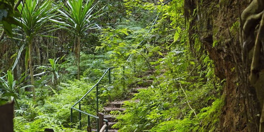 Nairobi Private Tour - Bamboo forest trail in Karura, Nairobi