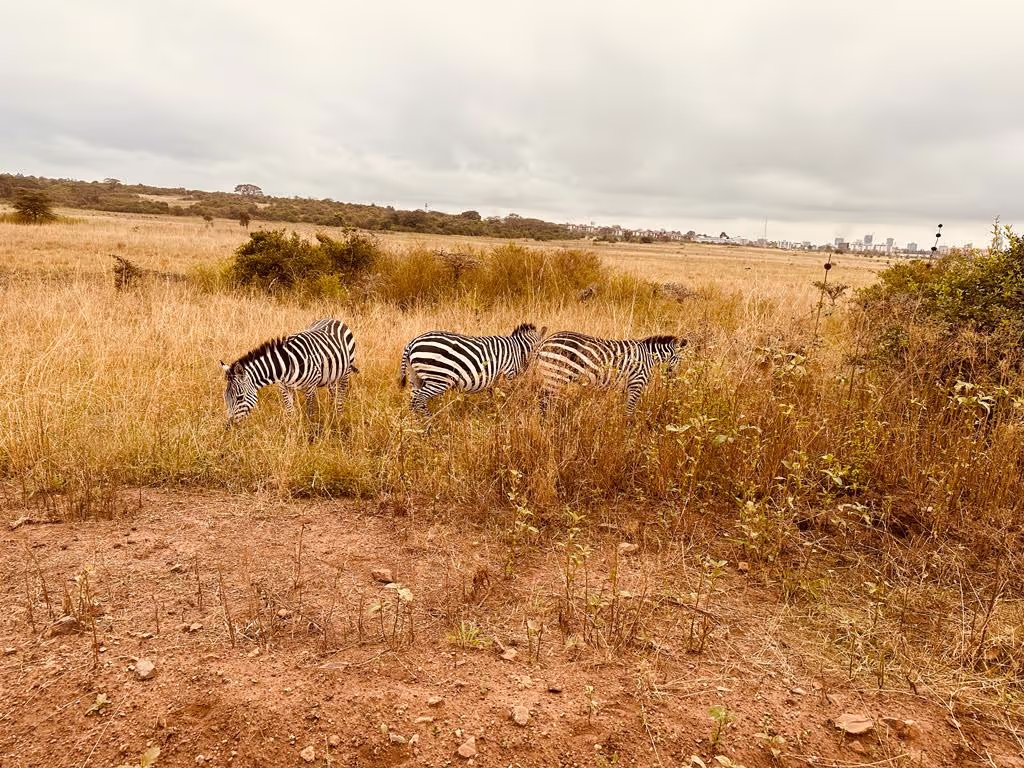 Nairobi Private Tour - 