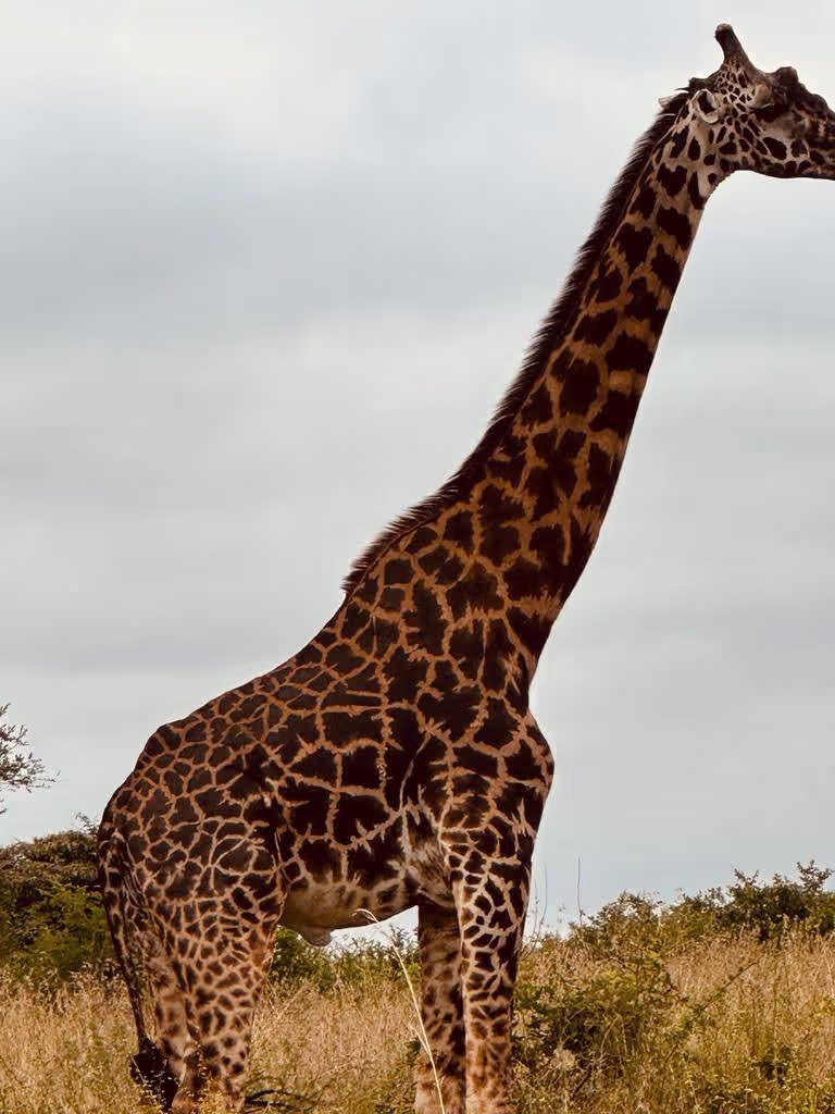 Nairobi Private Tour - 