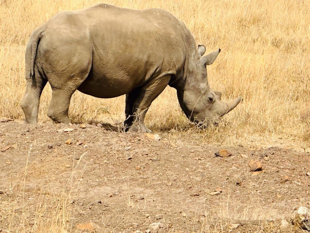 Nairobi Private Tour - 