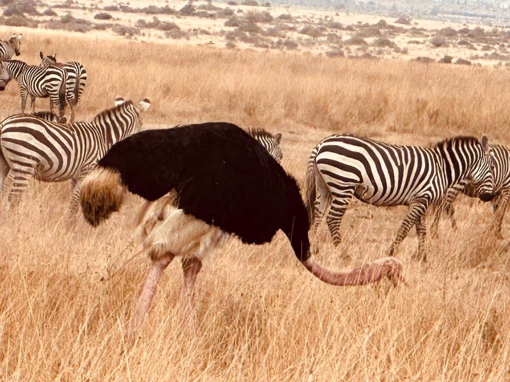 Nairobi Private Tour - 