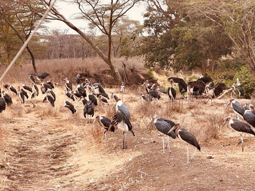 Nairobi Private Tour - 