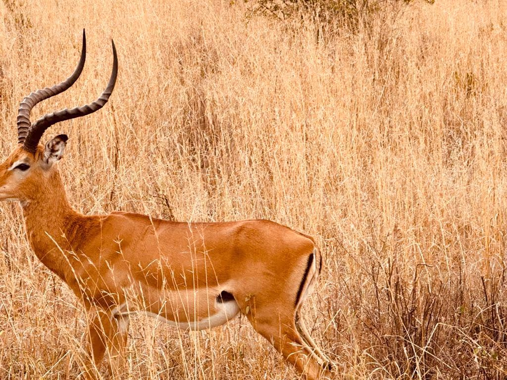 Nairobi Private Tour - 