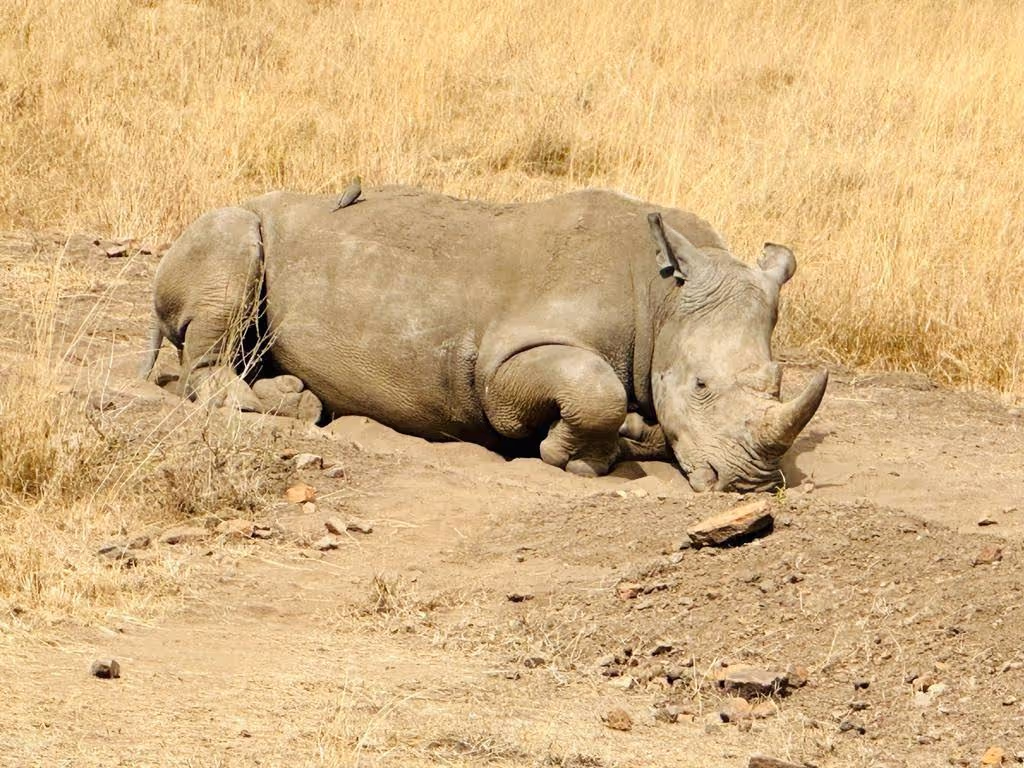 Nairobi Private Tour - 
