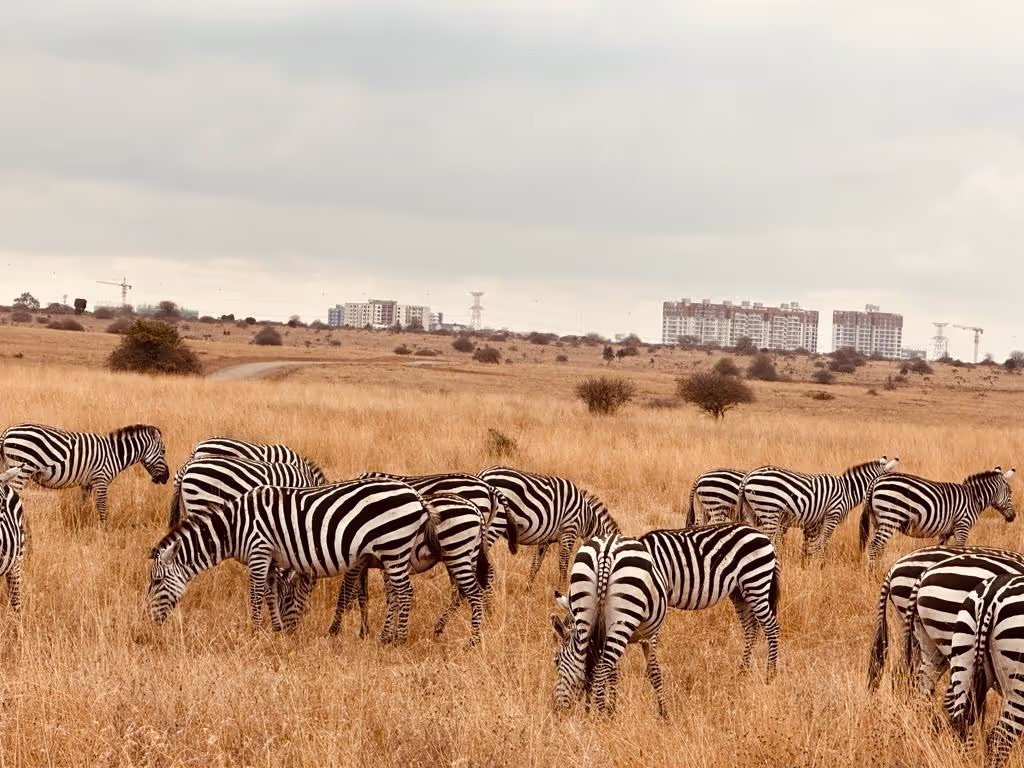 Nairobi Private Tour - 