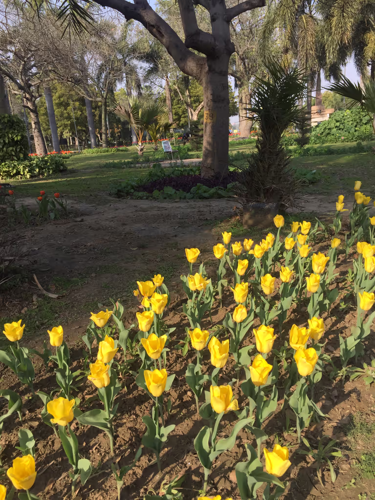 Delhi Private Tour - Tulips in bloom @ Lodhi garden