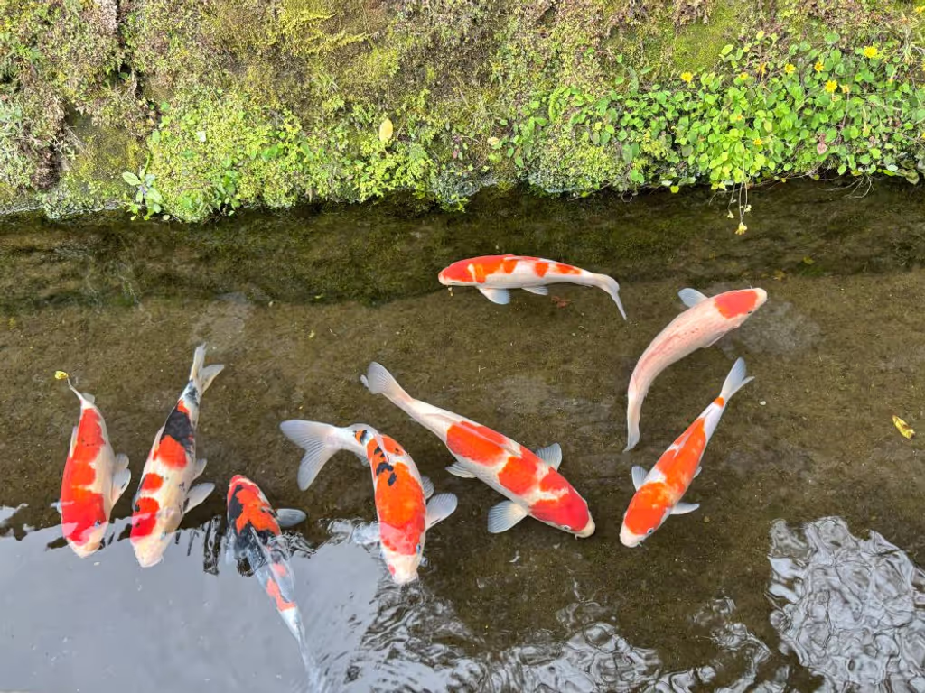 Miyazaki Private Tour - Carp, swimming in the stream.