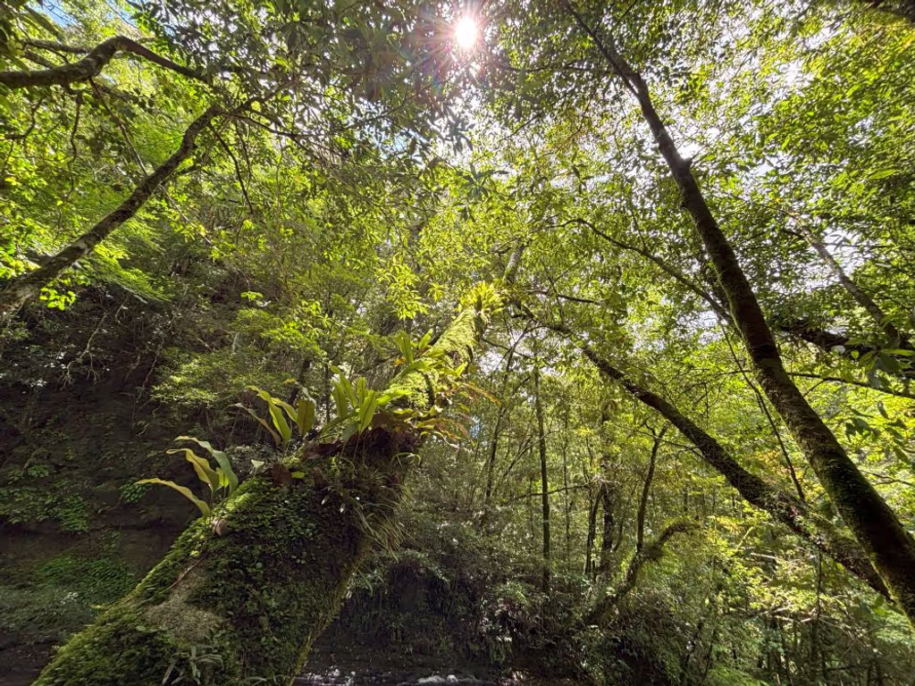 Miyazaki Private Tour - Enjoy forest bathing....