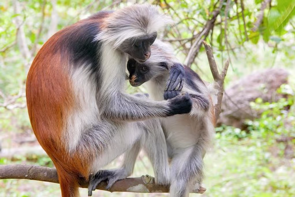 Zanzibar Private Tour - 