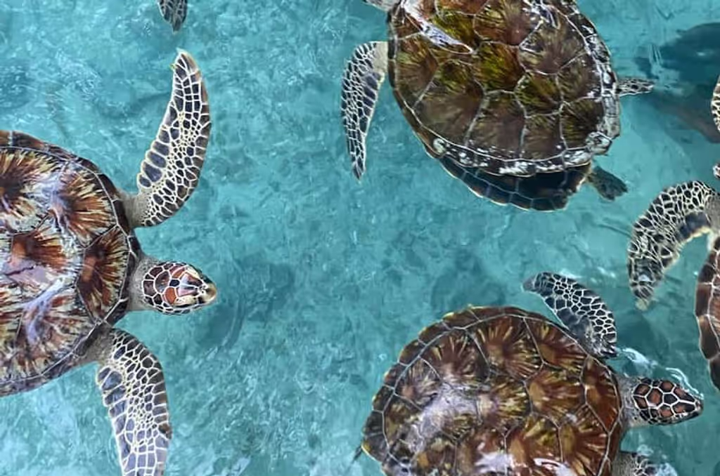 Zanzibar Private Tour - 