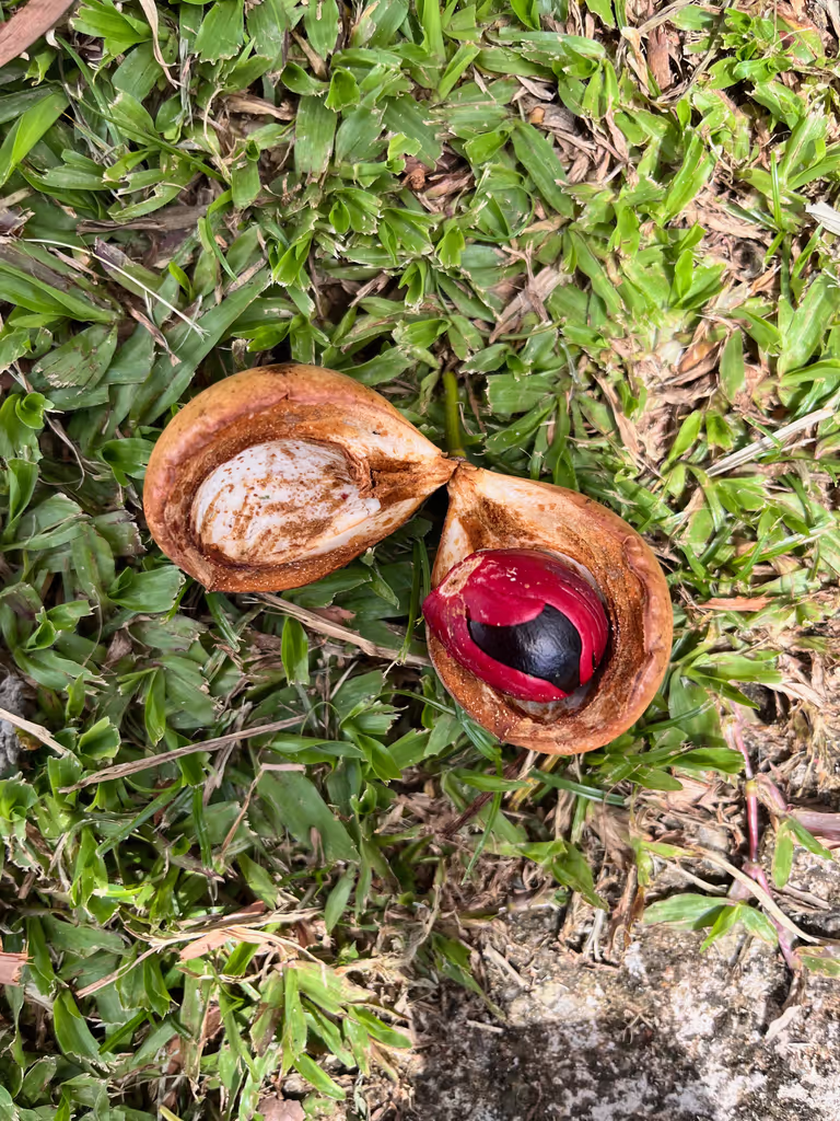 Singapore Private Tour - Nutmeg seeds in Fort Canning Park