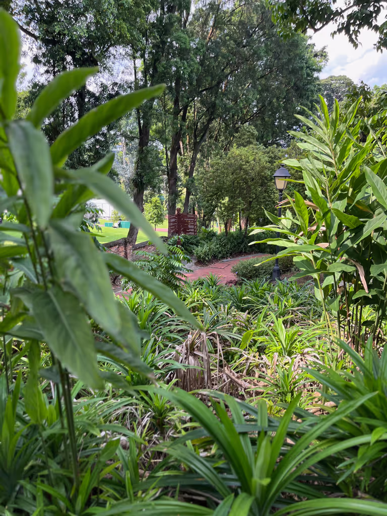 Singapore Private Tour - Local fruit and spice trees at Fort Canning