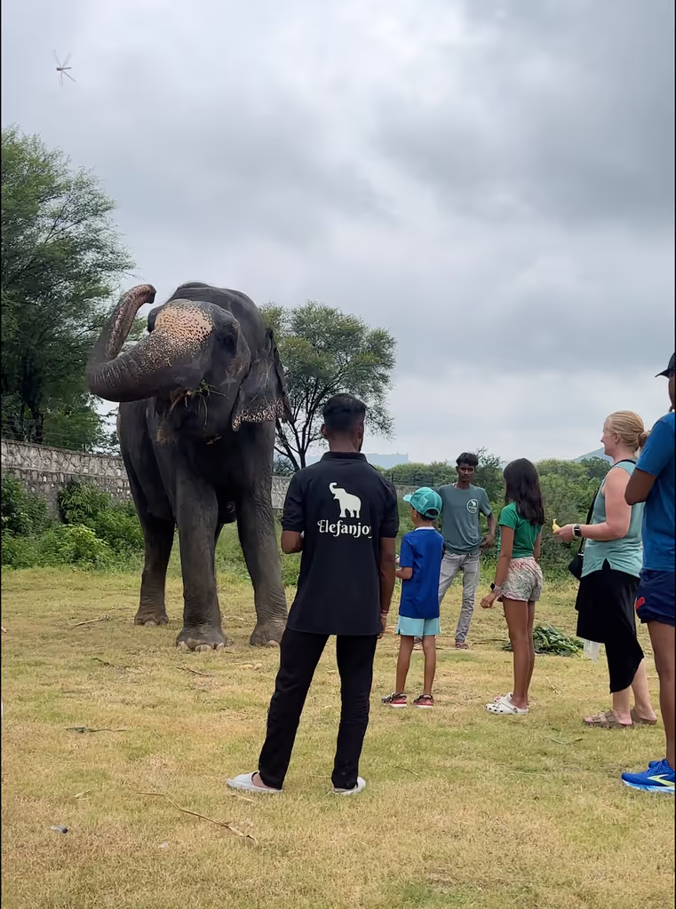Jaipur Private Tour - Group with Elephant