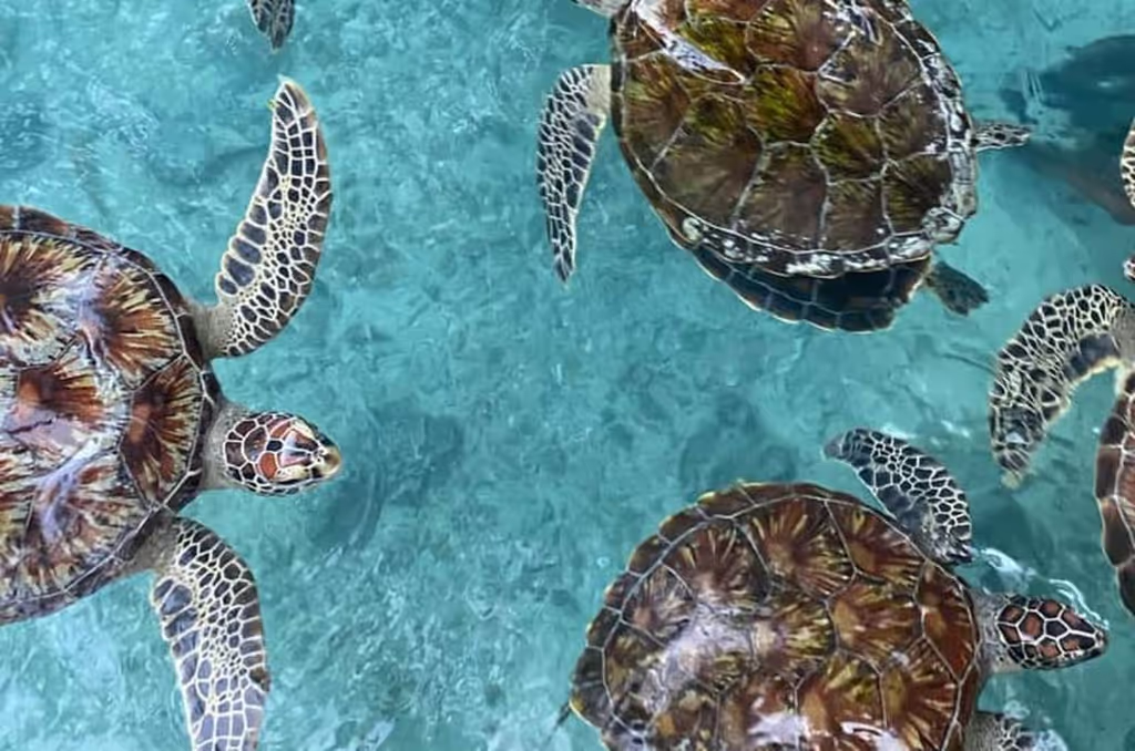 Zanzibar Private Tour - 