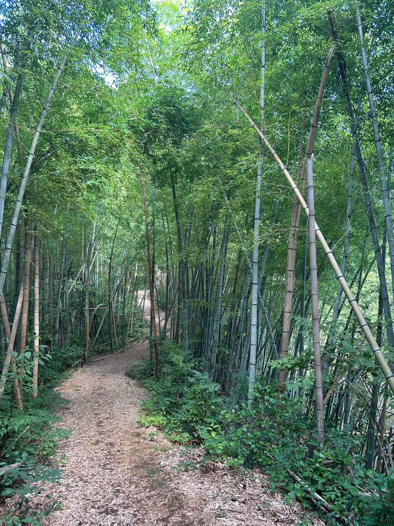Toyama Private Tour - Bamboo