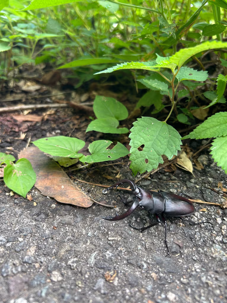 Toyama Private Tour - A wild stag beetle
