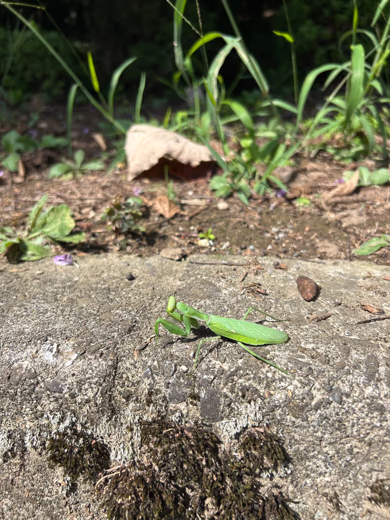 Toyama Private Tour - A wild praying mantis