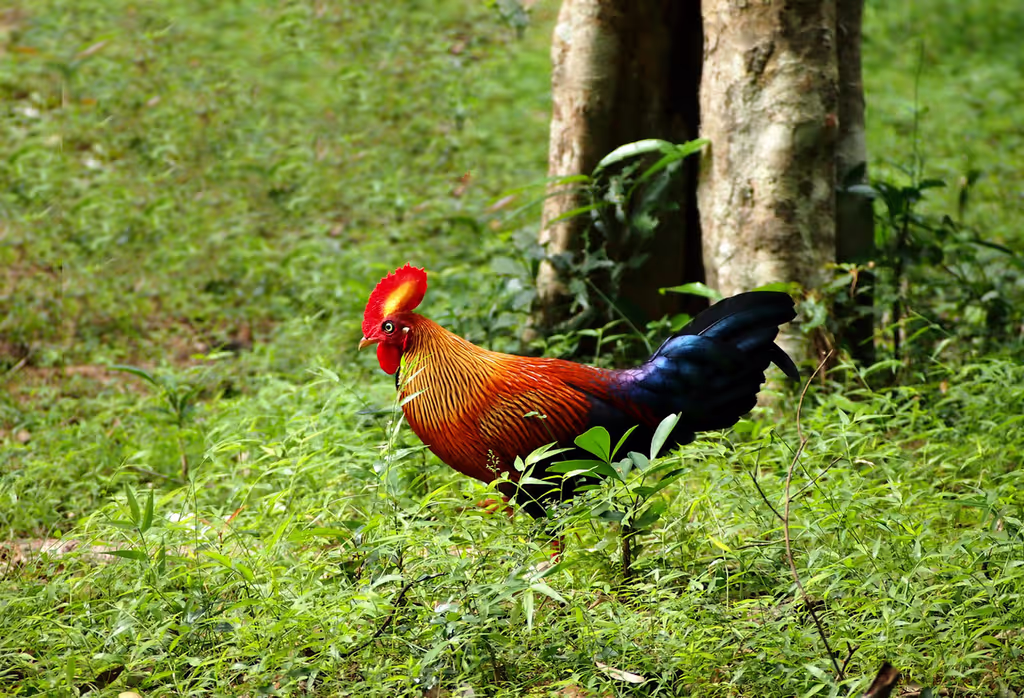 Trincomalee Private Tour - 