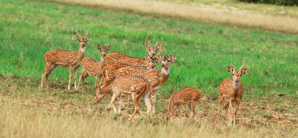 Trincomalee Private Tour - 