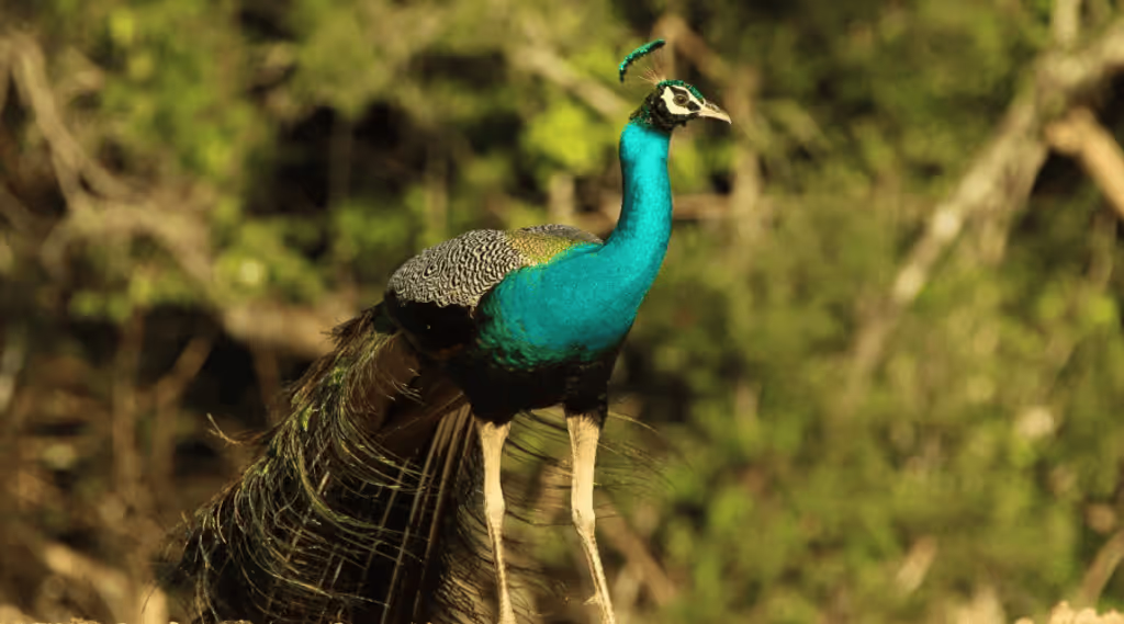 Amparai Private Tour - 